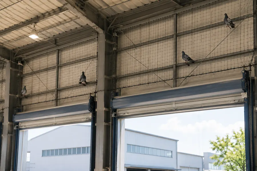 倉庫の鉄骨の梁に防鳥ネットを張った様子と、そこにとまる鳩